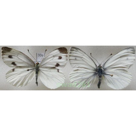 Pieris napi (Linnaeus, 1758) pair Poland32e